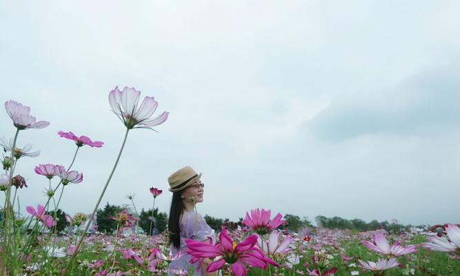 格桑花种植指南（从种子到开花，轻松培育格桑花）