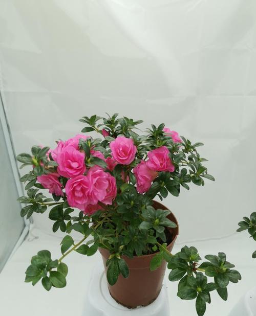 盆栽玫瑰花养护全指南（家庭养法，让你的玫瑰花盆栽繁花似锦）