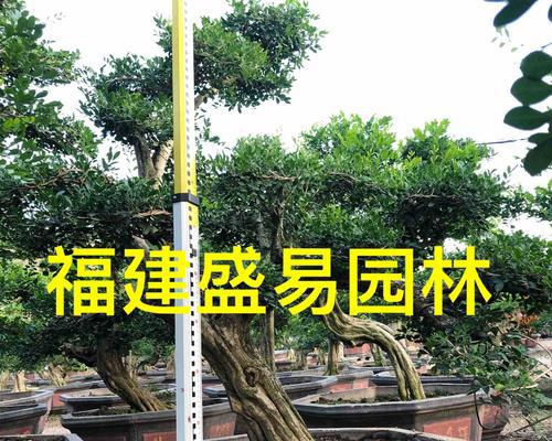 如何修剪九里香盆景（学习九里香盆景修剪技巧，让你的盆景更美观）