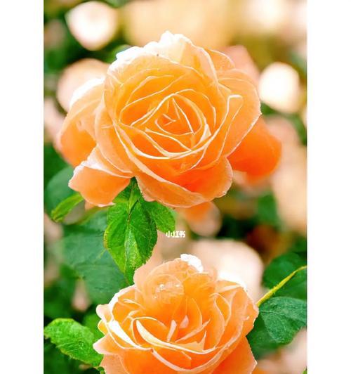 探秘黄玫瑰花的花语（揭开黄玫瑰花的八大含义）