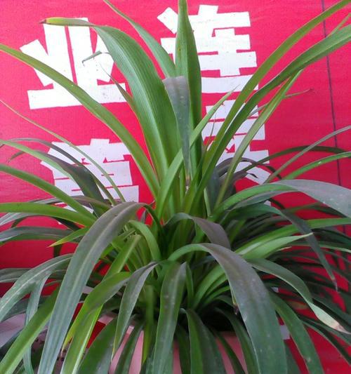 吊兰花花语剖析（寓意吉祥的绿色植物——吊兰花）