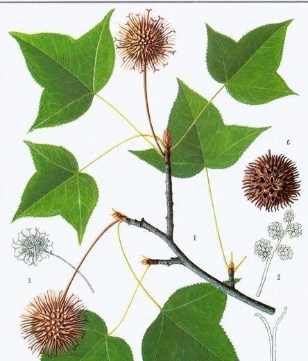 金缕梅花语详解（花儿散发的深意与情感）