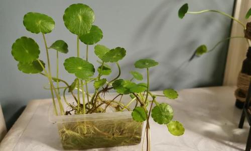 铜钱草有毒吗？（探究铜钱草的毒性和寿命。）