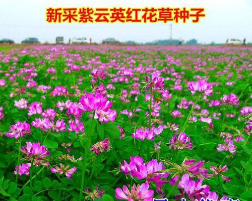 红花草种植全攻略（春季最佳时机，丰收秘诀揭秘）