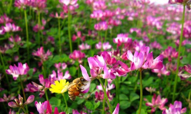 红花草种植全攻略（春季最佳时机，丰收秘诀揭秘）