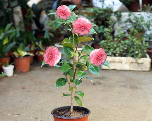 盆栽茶梅夏天的肥料施用方法（如何科学给盆栽茶梅施肥？）