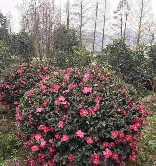 盆栽茶梅夏天的肥料施用方法（如何科学给盆栽茶梅施肥？）