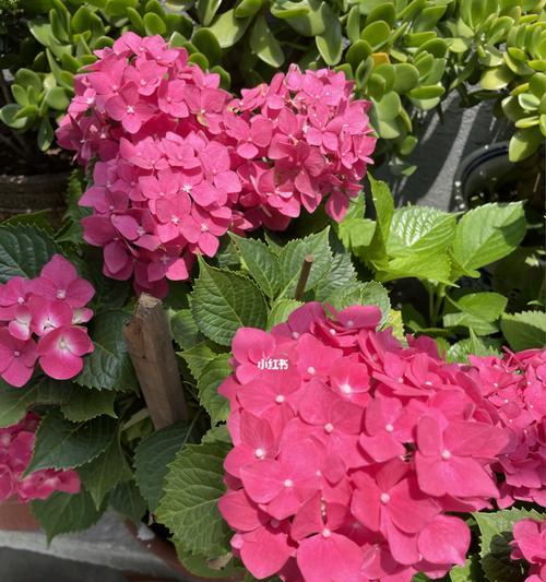 花开花落，美丽绽放——盘点几种好看的花品种（品味花的美好，融入自然的温柔）