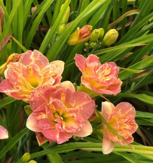 花开花落，美丽绽放——盘点几种好看的花品种（品味花的美好，融入自然的温柔）