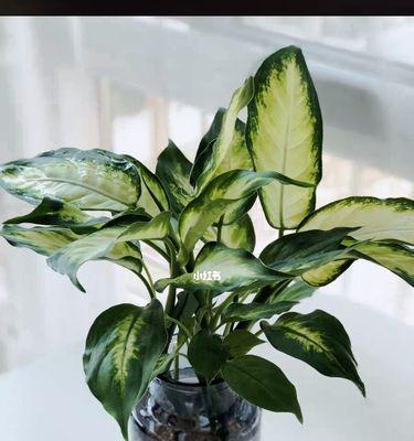 如何成功养殖万年青花？（养护技巧与注意事项，打造健康美丽的万年青花）