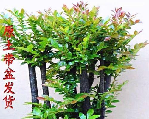 如何养护小叶紫檀盆景？（小叶紫檀盆景养护技巧、让您的盆景更健康）