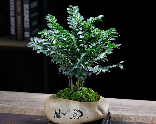 如何养护小叶紫檀盆景？（小叶紫檀盆景养护技巧、让您的盆景更健康）