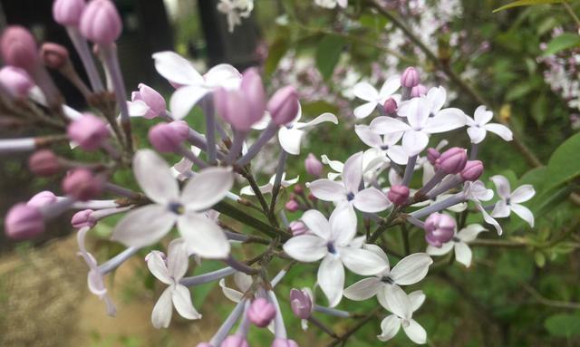 丁香花开放季节的探究（几月开放最为茂盛，了解丁香花的品种和栽培方法）