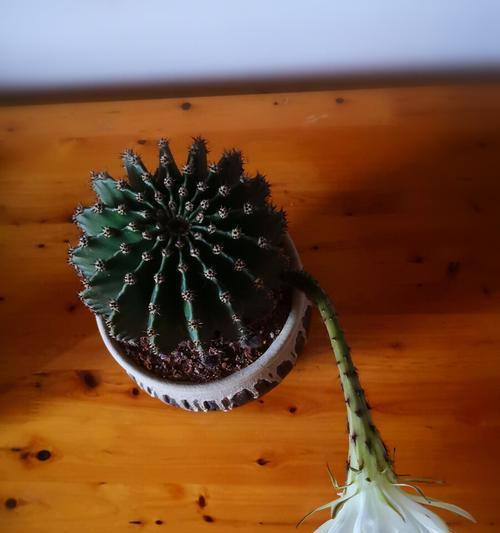 仙人球开花预兆大揭秘（如何判断仙人球即将开花？花期和花朵长相详解）