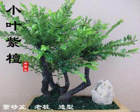 盆栽树木之养护与美化（营造小空间的绿色氛围）