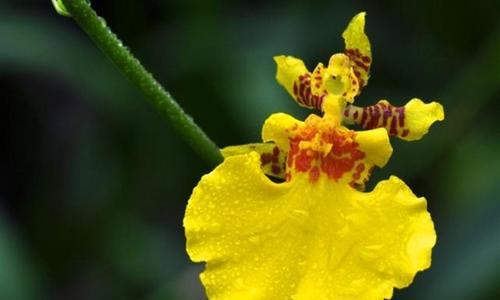 跳舞兰的养殖方法（如何成功种植跳舞兰？）