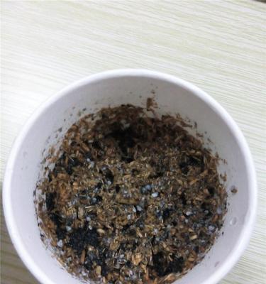君子兰种子发芽后的养护（从种子萌发到幼苗成长，打造您的理想君子兰）