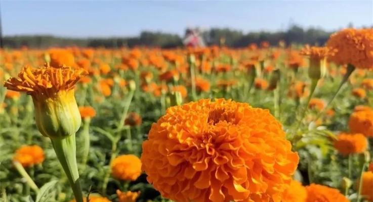 如何种植美丽的万寿菊（学习万寿菊种植技术，让花园充满色彩）