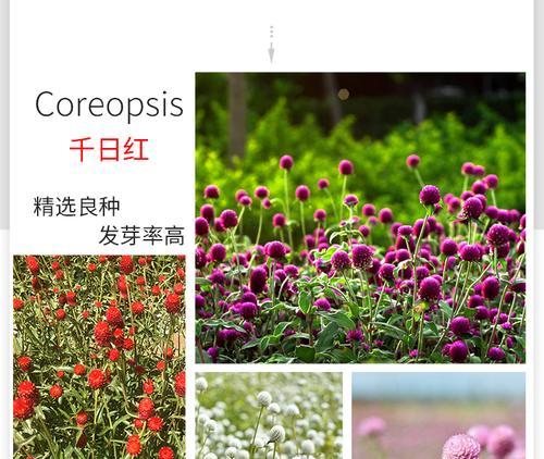 千日红种子的最佳种植季节（选择最适合种植的时间，让千日红开得更加灿烂）