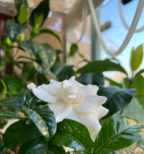 栀子花开花季节及特点（了解栀子花的开花时间和鲜明特色）