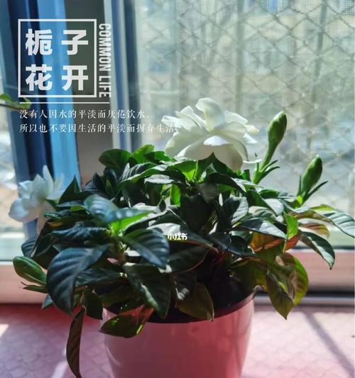 栀子花开花季节及特点（了解栀子花的开花时间和鲜明特色）