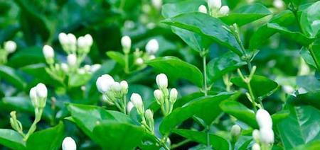 花卉种植技术全攻略（掌握种植技巧，让花儿开得更美）