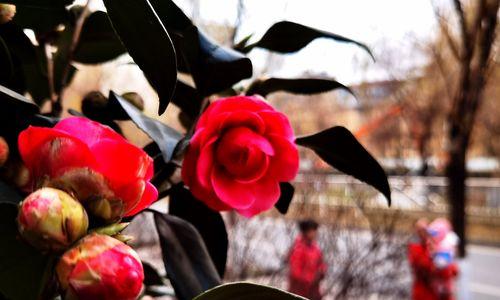 冬日花开——花卉园中的美丽景象（赏花指南，认识常见冬季开花植物）