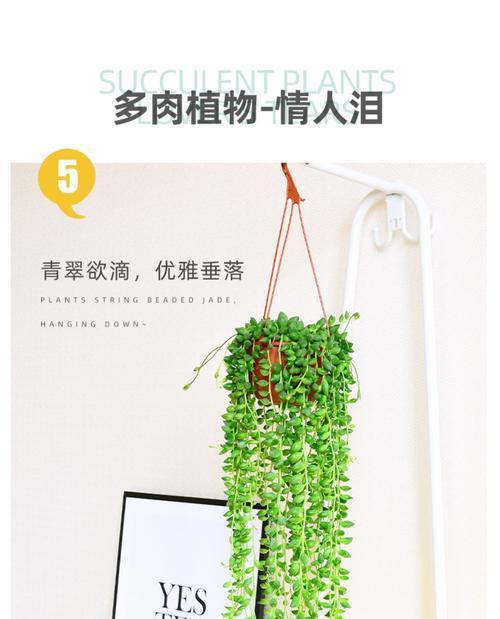 佛珠多肉植物养殖全攻略（打造属于你的精美多肉花园，关注养护技巧）