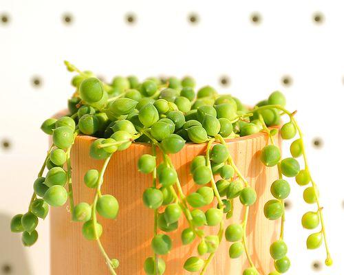 佛珠多肉植物养殖全攻略（打造属于你的精美多肉花园，关注养护技巧）