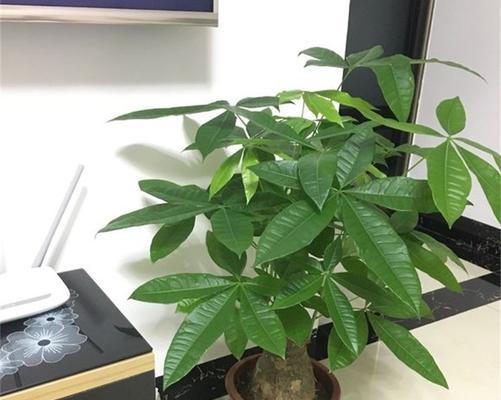 发财树主干太细的处理方法（养护技巧让发财树更健康）