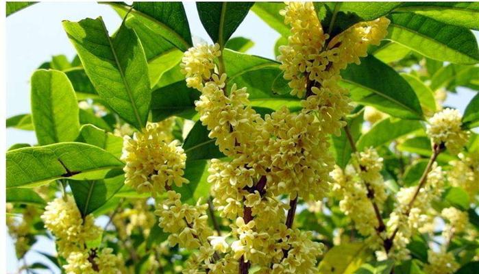 怎样让你的桂花树安全度过冬天？（冬季养护技巧和注意事项，掌握这些！）