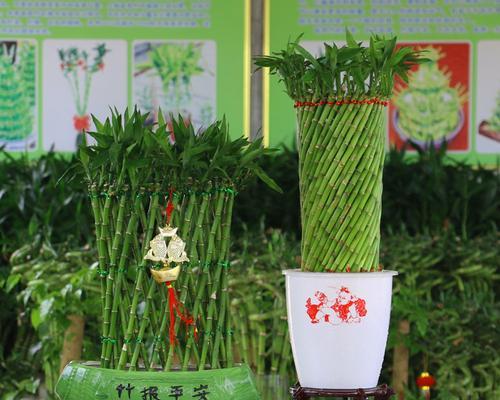 室内盆栽竹子推荐（适合放在家中的8种竹子种类及养护）
