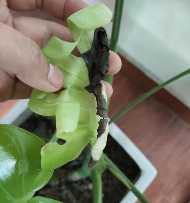 龟背竹冻了还能活吗？（龟背竹冻存的正确方法及应对措施）