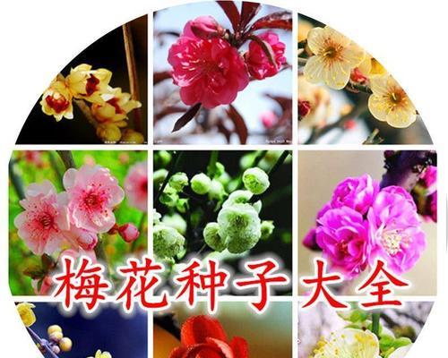 腊梅花种子的最佳种植季节（选择适宜的季节，让腊梅花种子生根发芽）