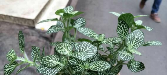 网纹草之意——寓意与象征（透视网纹草的文化内涵）