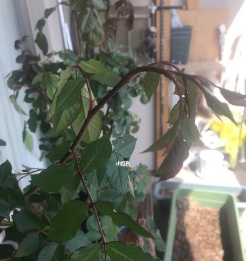 月季花垂头原因分析（揭秘月季花垂头的神秘原因）