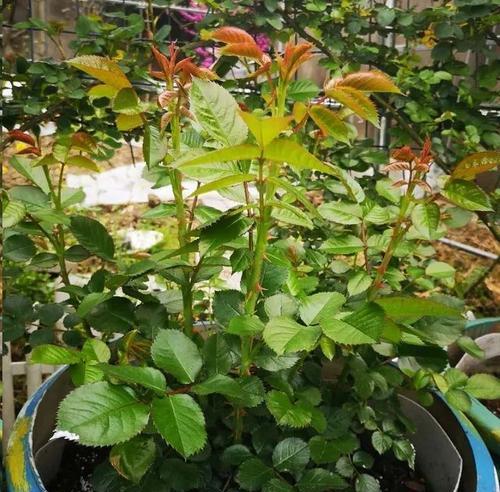 月季花垂头原因分析（揭秘月季花垂头的神秘原因）