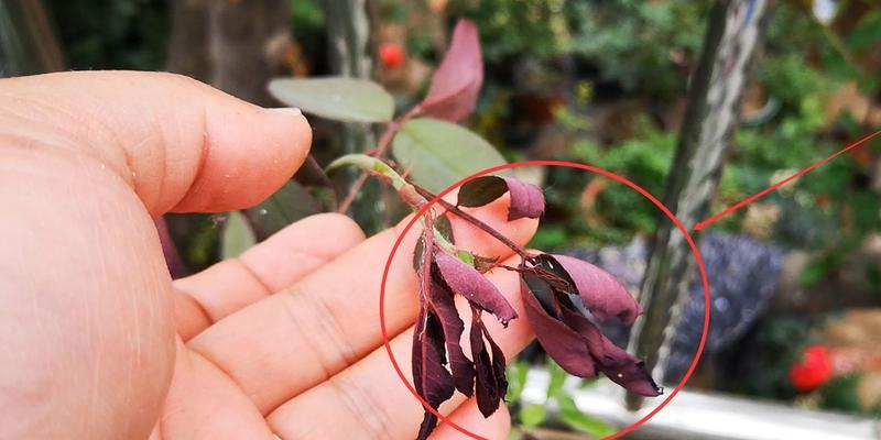 月季花垂头原因分析（揭秘月季花垂头的神秘原因）