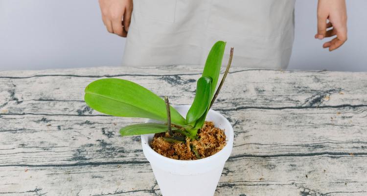 蝴蝶兰种子发芽全过程（从种植到发芽，关注光照和水分，以及种子萌发的时间）