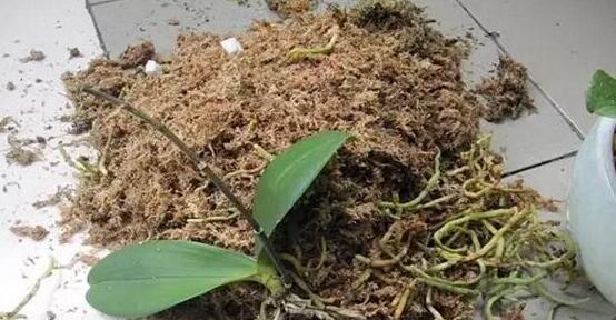 蝴蝶兰种子发芽全过程（从种植到发芽，关注光照和水分，以及种子萌发的时间）