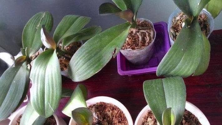 蝴蝶兰种子发芽全过程（从种植到发芽，关注光照和水分，以及种子萌发的时间）