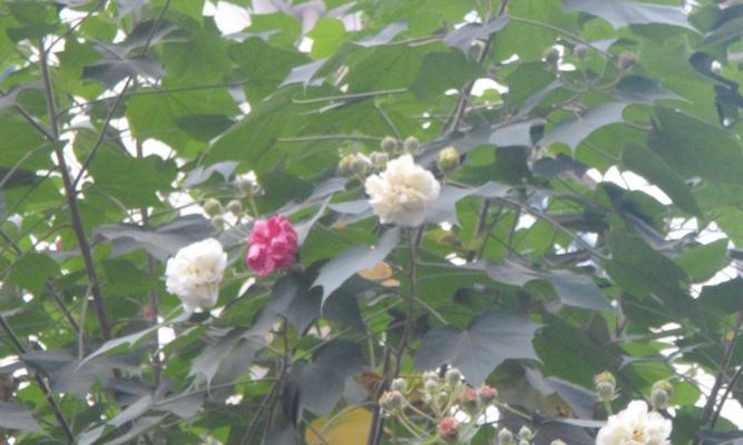 芙蓉花双色开放之谜（揭开芙蓉花双色开放的奥秘）
