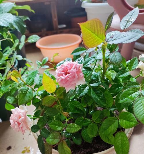 如何养护月季花（掌握月季花养殖技巧，让您的花园更美丽）