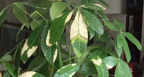 夏季发财树叶子发黄脱落原因及治疗方法（夏季如何保护发财树不受气候影响？）