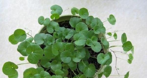 金钱草的种植方法与养护技巧（打造绿意盎然的家居装饰）