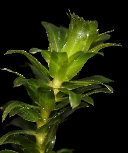黑藻植物类群的多样性与生态意义（探究黑藻在海洋生态系统中的重要角色）