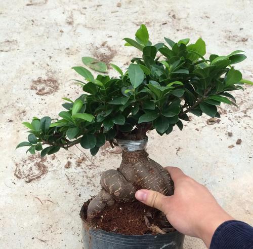 榕树繁殖方法详解（从无花果树苗到成树的全过程，掌握这些方法就能轻松繁殖榕树！）