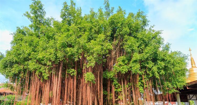 榕树繁殖方法详解（从无花果树苗到成树的全过程，掌握这些方法就能轻松繁殖榕树！）