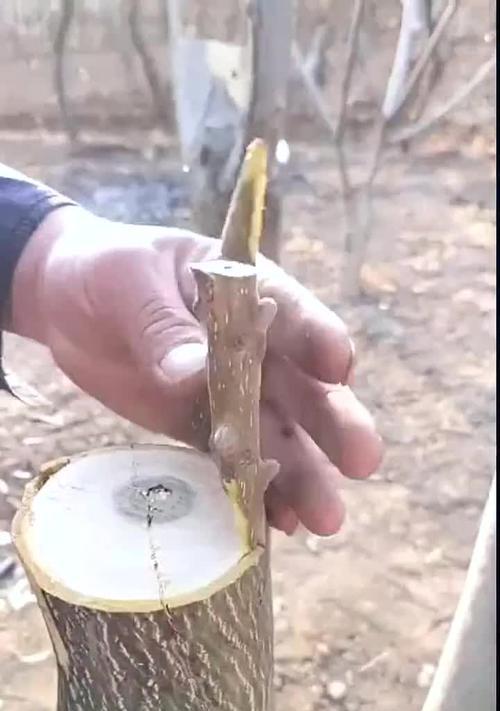 如何进行丁香嫁接？（掌握嫁接技巧，让丁香成为您的最爱）