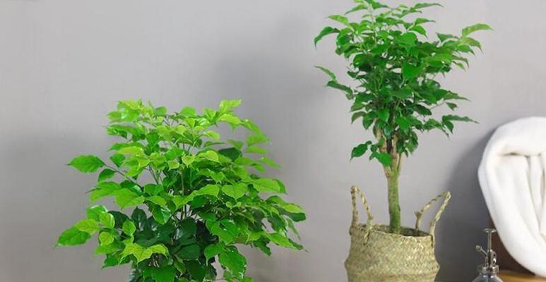 幸福树的养护技巧（家庭养法不容错过，让幸福树更健康）